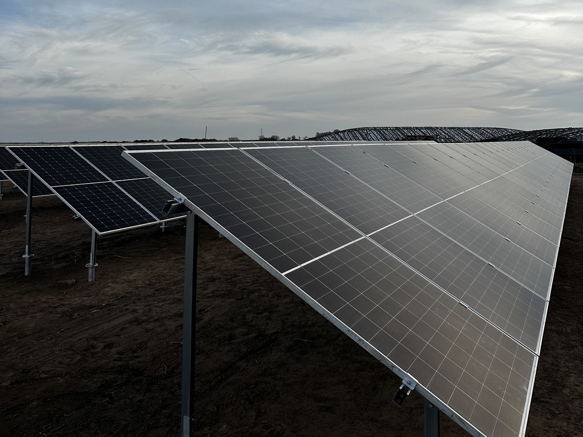Planta solar La Candelaria, Feedlot, Pehuajó